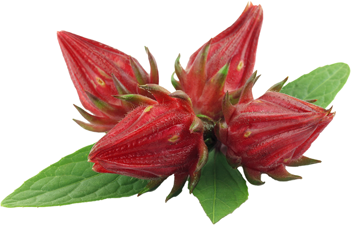 Kimikombucha hibiscus caffeine-free